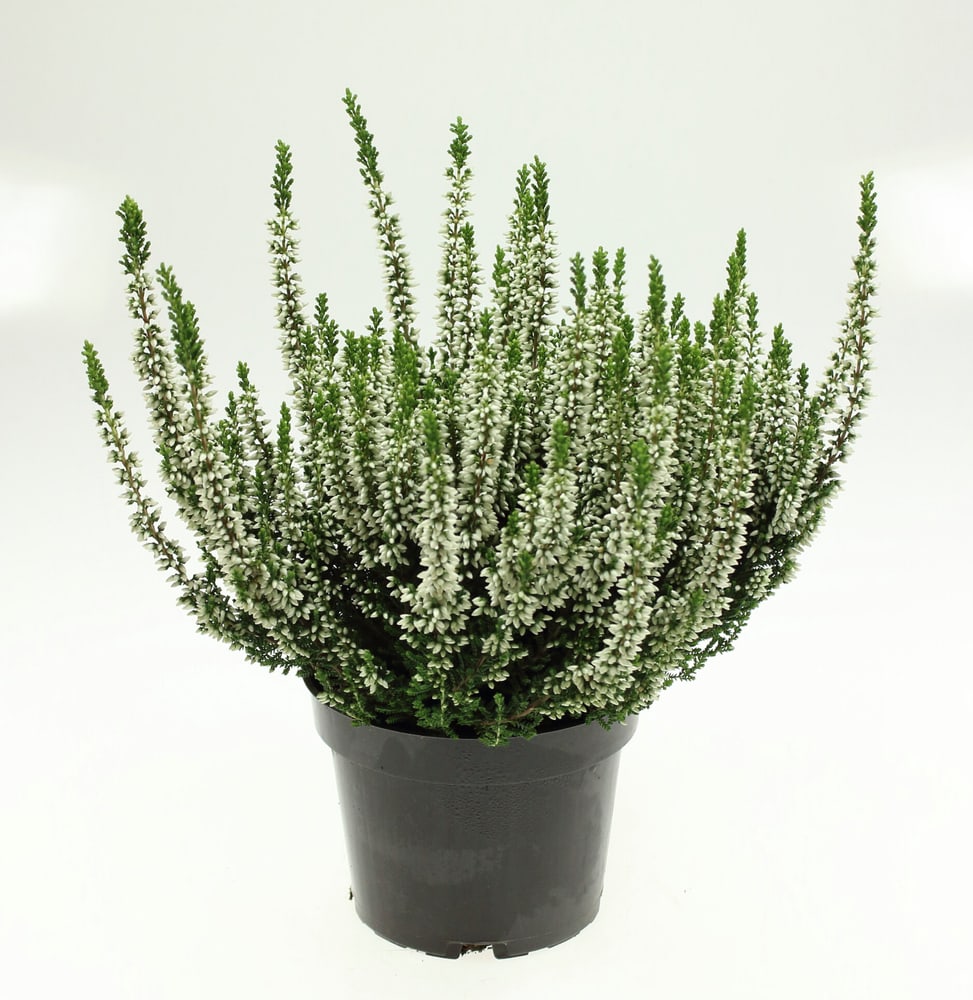 Calluna vulgaris Ø13cm Pianta da fiore 302085801000 N. figura 1