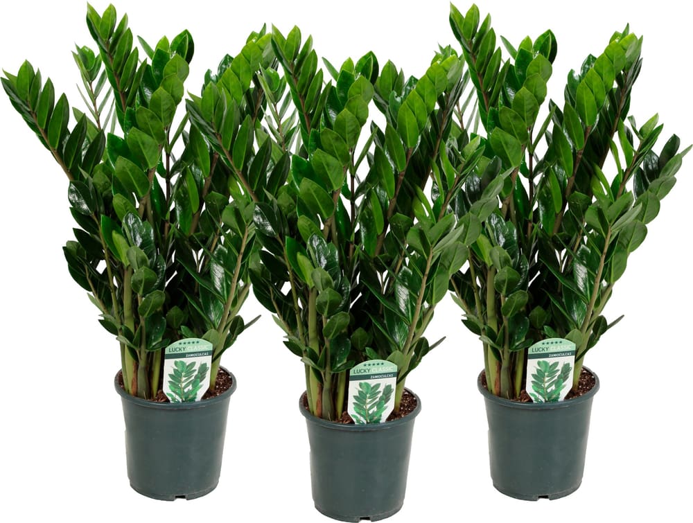 Glücksfeder Zamioculcas (3er Set) Ø17cm Grünpflanze - kaufen bei Do it