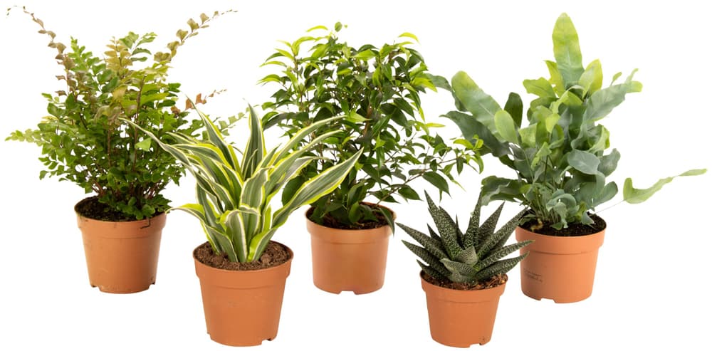 Piante verdi miste Pianta verde Piante verdi miste Pianta verde 300295000000 N. figura 1