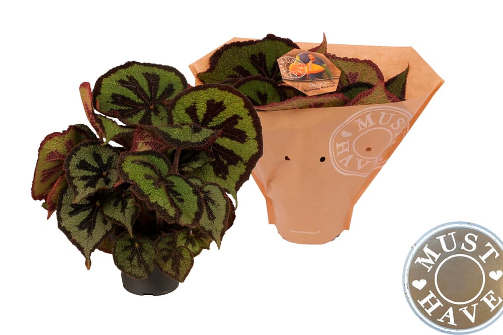 Begonia Fedor Ø17cm Grünpflanze Begonia Fedor Ø17cm Grünpflanze 300407500000 Bild Nr. 1