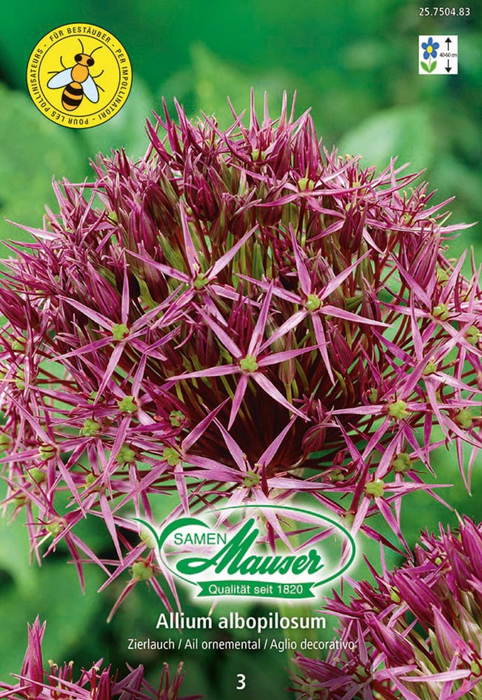 Allium albopilosum christophii, porro ornamentale Bulbi da fiore Samen Mauser 650296200000 N. figura 1