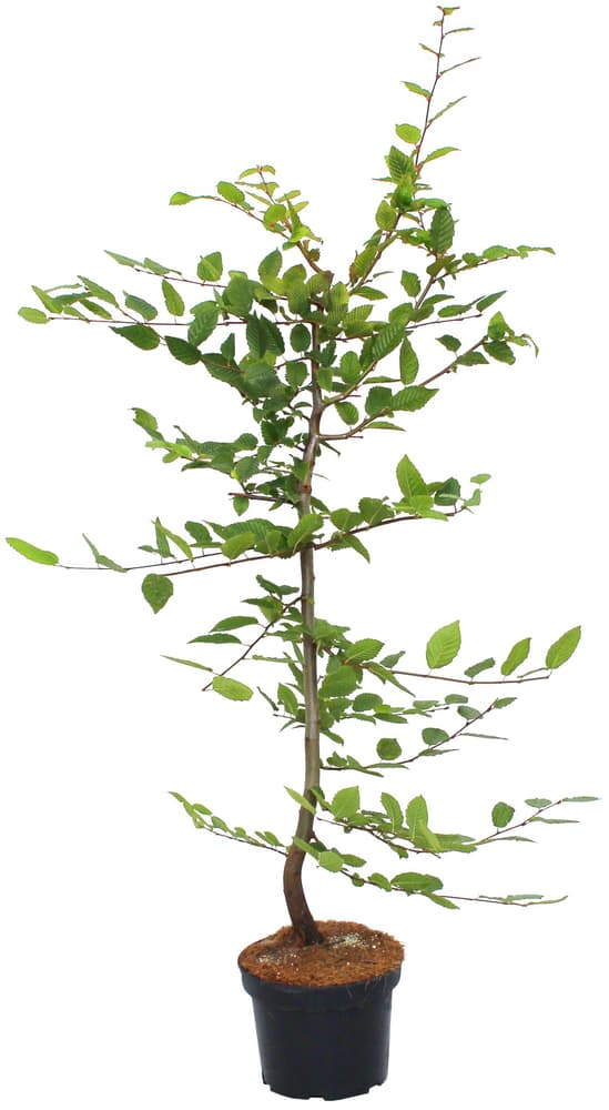 Hainbuche Carpinus Betulus 3l Heckenpflanze 650170800000 Bild Nr. 1