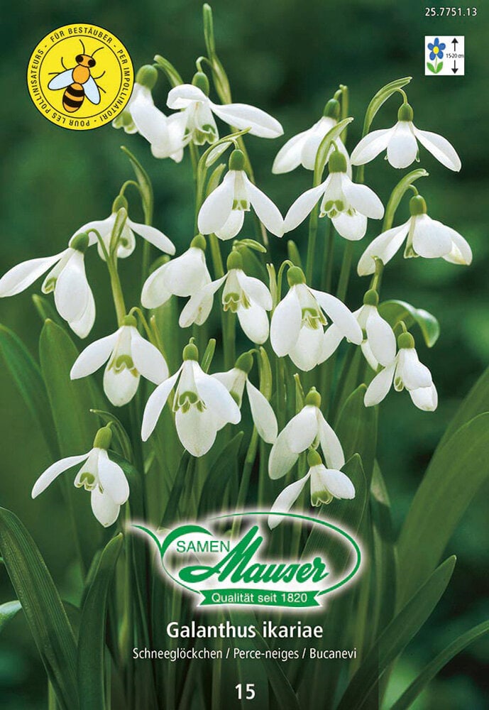 Galanthus Blumenzwiebeln Samen Mauser 650259300000 Bild Nr. 1