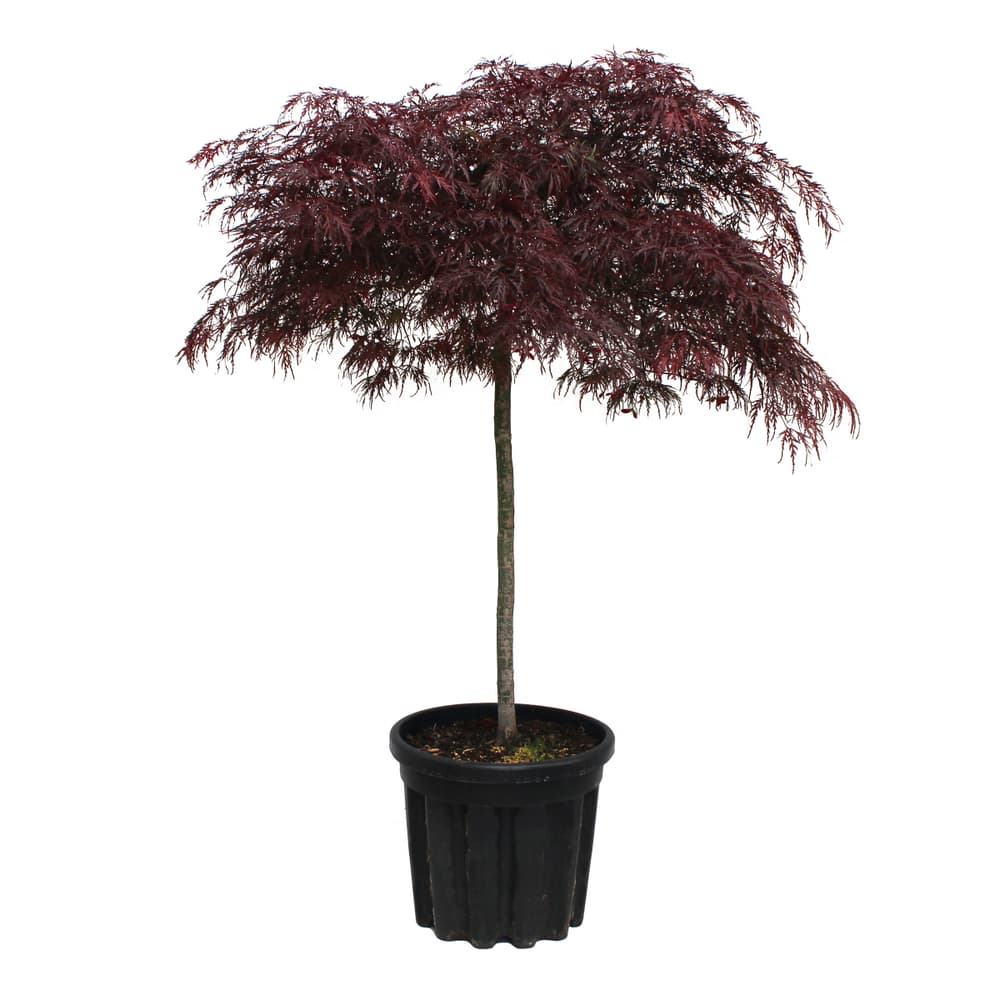 Acer palm Diss., alberello 15 l 306100700000 N. figura 1