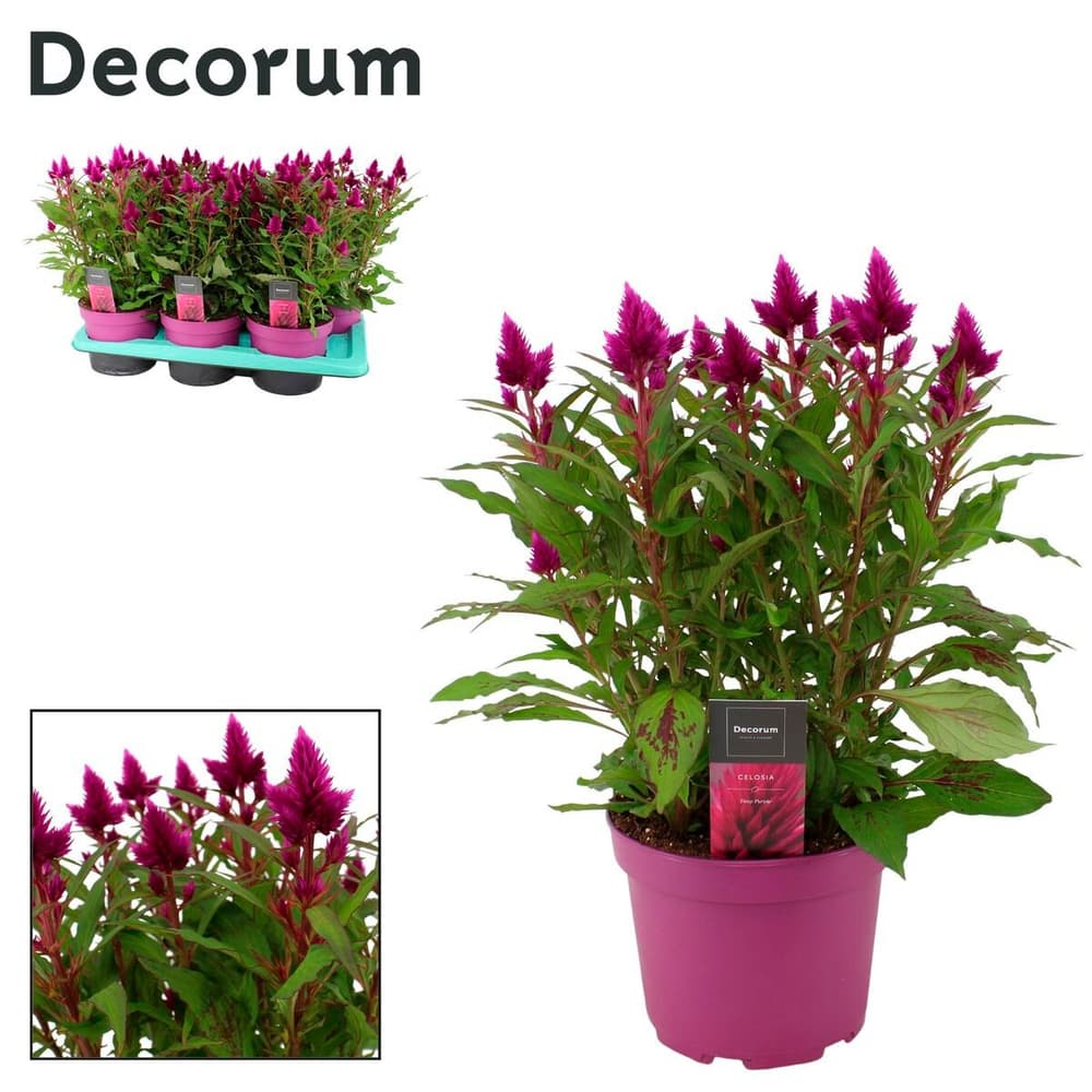 Federbusch Celosia venezuela Ø17cm Blühpflanze 302047500000 Bild Nr. 1