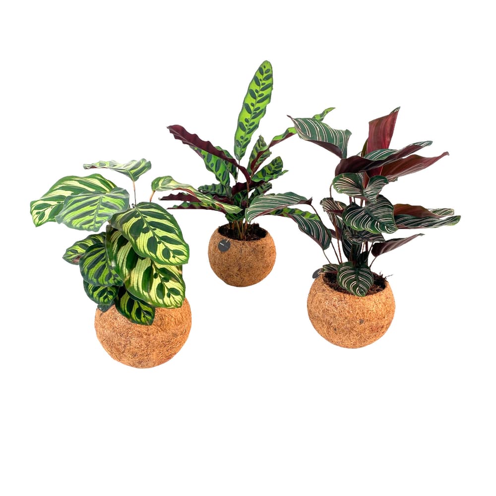 Korbmaranthe Calathea im Übertopf Ø15 Plante verte Korbmaranthe Calathea im Übertopf Ø15 Plante verte 300438500000 Bild Nr. 1