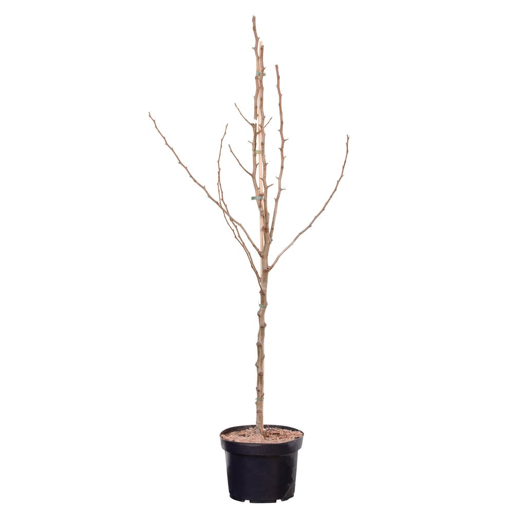 36+ Obstbaum Groß Kaufen, Bei uns kaufen sie ohne zwischenhändler