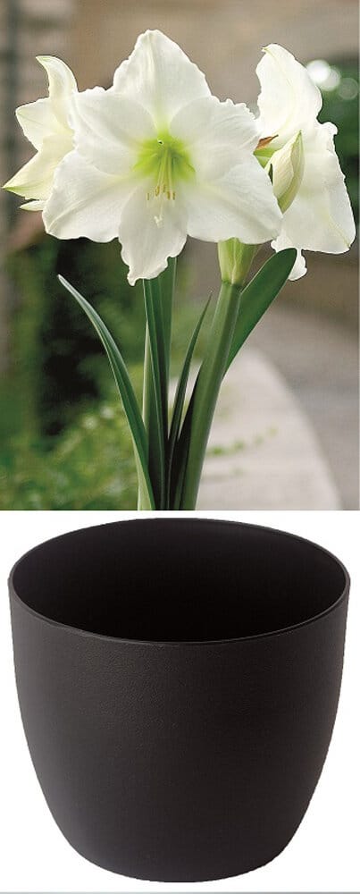 Gloria blanc pur en cachepot noir Amaryllis Samen Mauser 650264700000 Photo no. 1