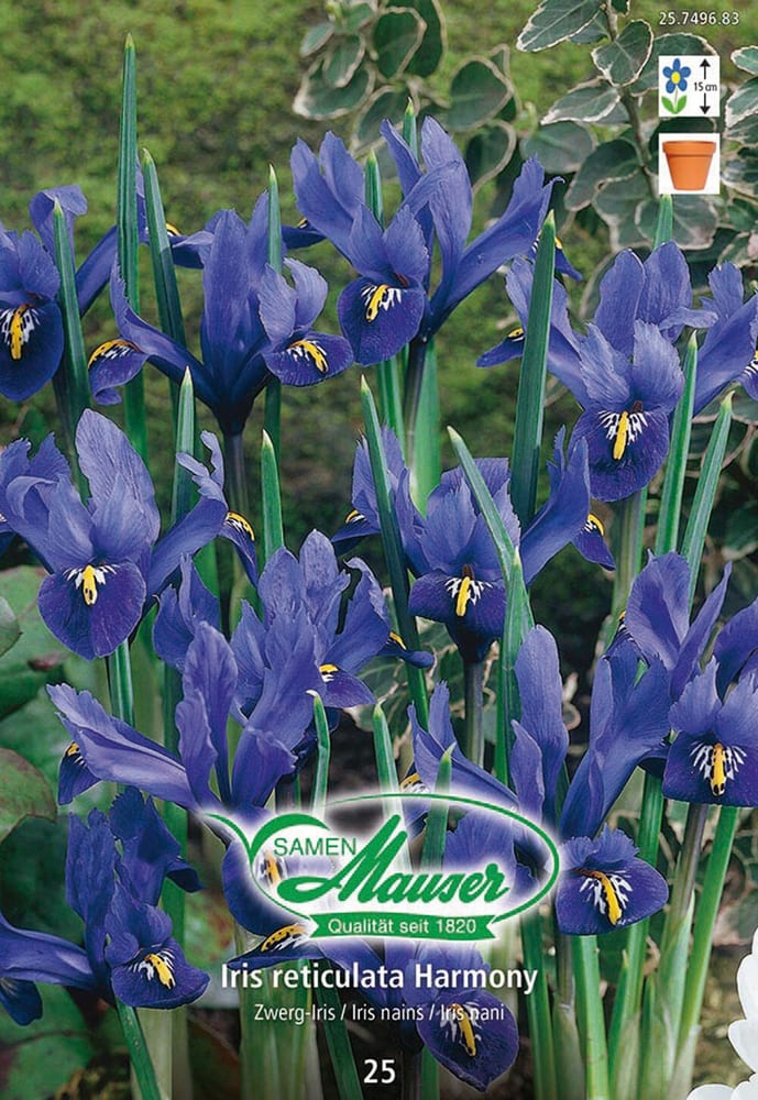 Iris reticulata Harmony- Blumenzwiebeln Samen Mauser 650295900000 Bild Nr. 1