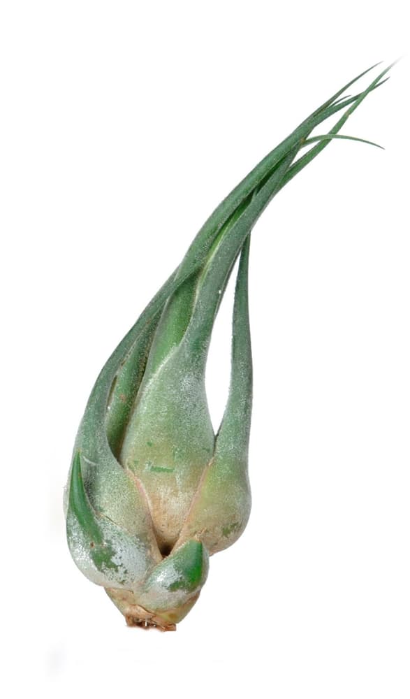Tillandsia Pianta succulente Tillandsia Pianta succulente 300451800000 N. figura 1