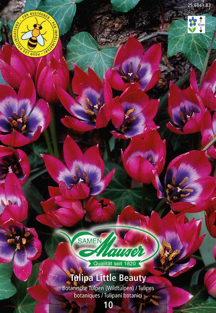 Tulipano selvatico Bulbi da fiore Samen Mauser 650261200000 N. figura 1