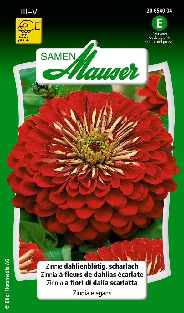 Zinnie dahlienblütig, scharlach Blumensamen Samen Mauser 650108402000 Inhalt 1 g (ca. 50 Pflanzen oder 3 - 4 m² ) Bild Nr. 1