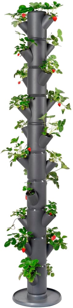 Vaso da riproduzione SISSI STRAWBERRY Infinity, antracite Giardino verticale Gusta Garden 785300186195 N. figura 1