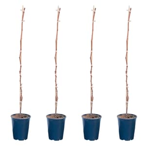 Vite Excelsior Vitis (set da 4) 4l