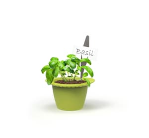 Mini pots à plantes