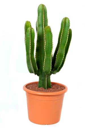 Euphorbia absynnica