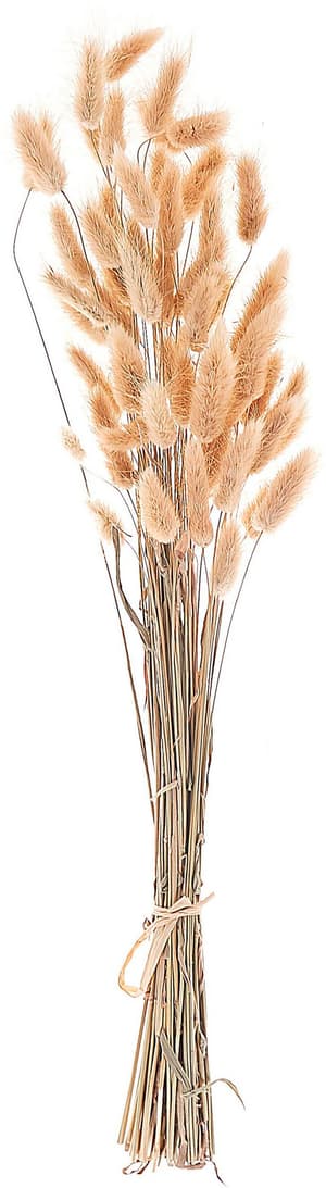 Trockenblumen naturfarben Samtgras 58 cm SANABRIA
