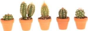 Cactus avec cache-pot Ø4