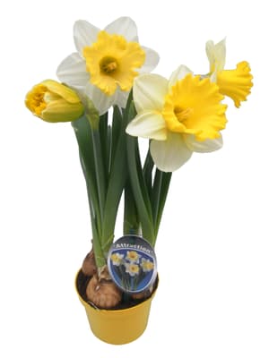 Narcisi Narcissus Ø12cm