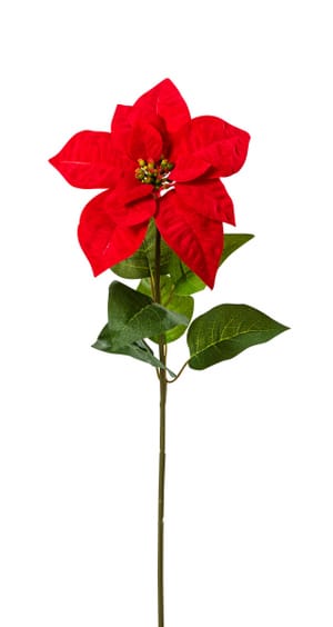 Velvet-Poinsettia