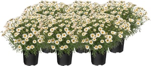 Marguerites Argyranthemum Frutescens (lot de 6) Ø14cm