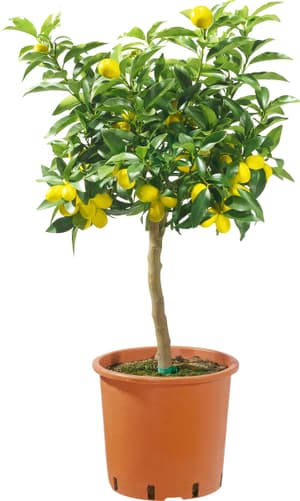Tronc de citron Citrus limon Ø18cm
