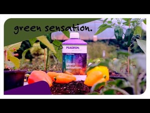 Green Sensation 5 Liter