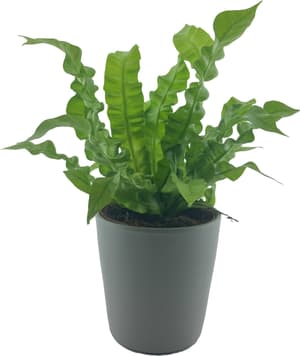 Asplenium avec cache-pot Ø12