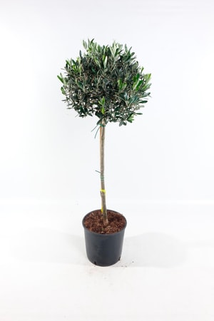 Olivenbaum Olea Europaea Ø28cm