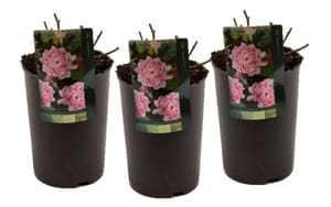 Rosiers couvre-sol rose (lot de 3) 17 cm
