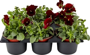 Viola cornuta Rot (24er Set) Ø9cm