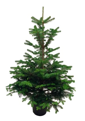 Albero di Natale in vaso 100-120cm