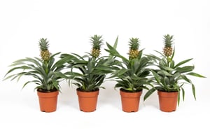 Plante ananas Mi Amigo (lot de 6), Ø 12 cm