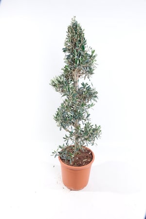 Olivenbaum Olea Europaea Ø34cm