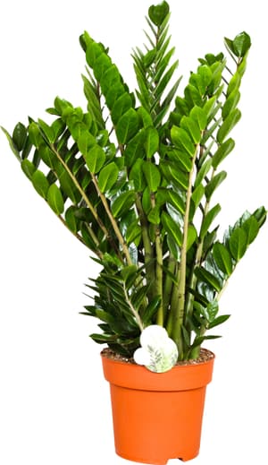 Zamioculcas Ø24cm