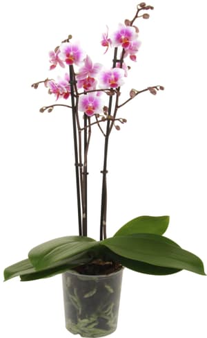 Phalaenopsis multiflora Royal Mix Ø12cm