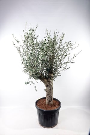 Olivenbaum Olea Europaea Ø90cm