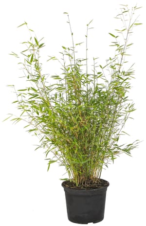 Bambus Fargesia