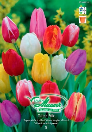 Mélange de tulipes simples