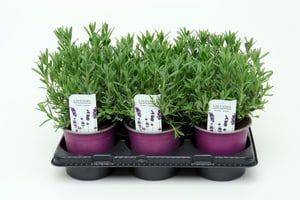 Bio Lavendel Lavandula angustifolia (6er Set) im Übertopf Ø13cm