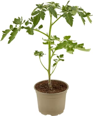 Bio Tomate, greffée Lycopersicon vulgaris Ø12cm