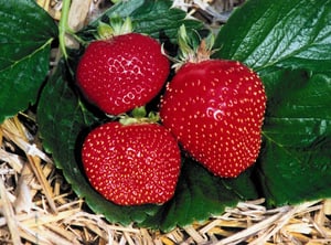 Erdbeere Siskeep Fragaria 17x11cm