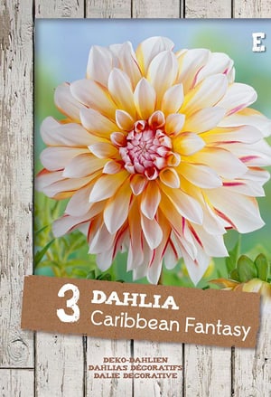 Dahlie Carribean fantasy, 3 stück
