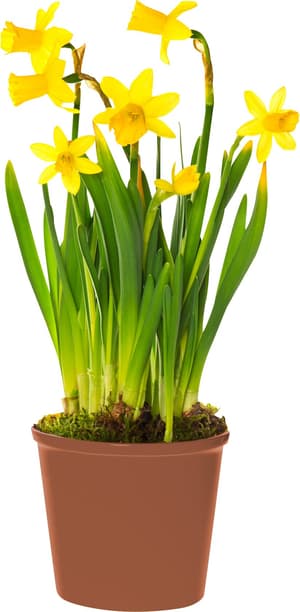 Narcisse Narcissus cyclamineus Ø9cm