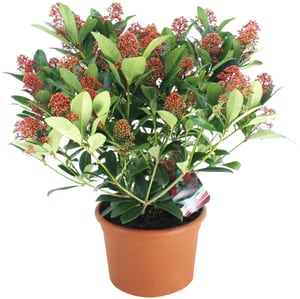 Skimmia japonica Ø13cm