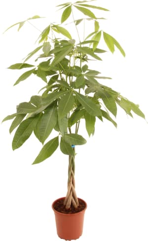 Tronco intrecciato di Pachira Ø19cm