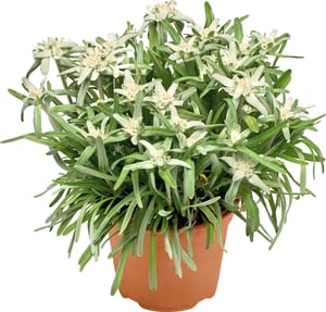 Edelweiss Leontopodium alpinum Ø12cm