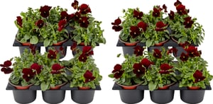 Viola cornuta rouge (lot de 24) Ø9cm