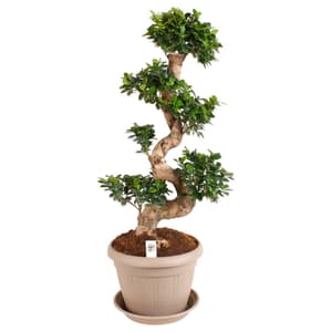 Ficus Ginseng