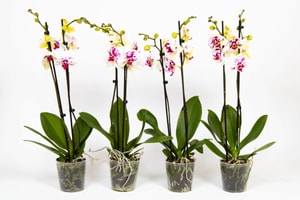 Orchidea Phalaenopsis bianca intrecciata (set da 4) Ø 12 cm